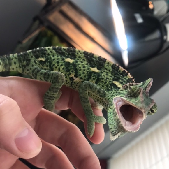 Meet your Posher, Emma - Picture 1 of 1